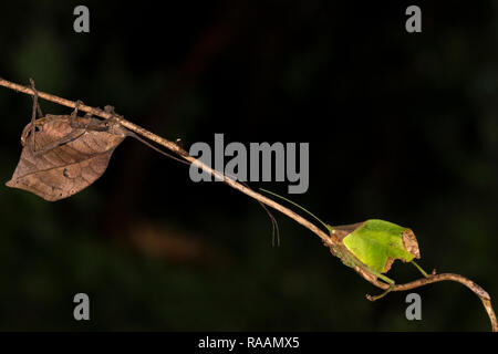 Katydid foglia-imitare insetto in Costa Rica Foto Stock