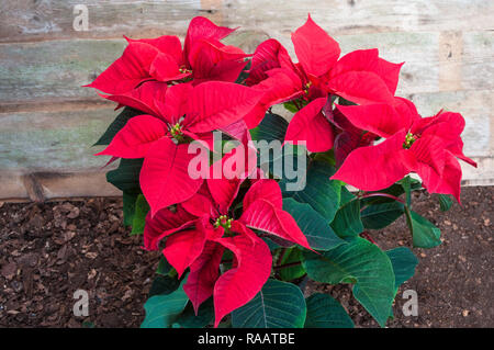 Poinsettia pulcherima mostra Bright Foglie rosse di piante di solito sono venduti a tempo di Natale altri colori sono di colore bianco crema e variegata di foglie Foto Stock