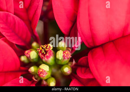 Close up Poinsettia pulcherima mostra Bright Foglie rosse di piante di solito sono venduti a tempo di Natale altri colori sono di colore bianco crema e variegate Foto Stock