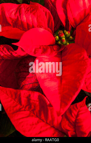 Close up Poinsettia pulcherima mostra Bright Foglie rosse di piante di solito sono venduti a tempo di Natale altri colori sono di colore bianco crema e variegate Foto Stock