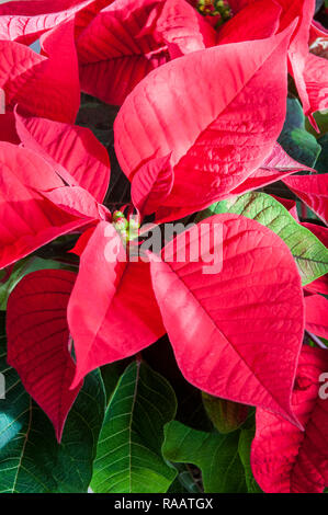 Close up Poinsettia pulcherima mostra Bright Foglie rosse di piante di solito sono venduti a tempo di Natale altri colori sono di colore bianco crema e variegate Foto Stock