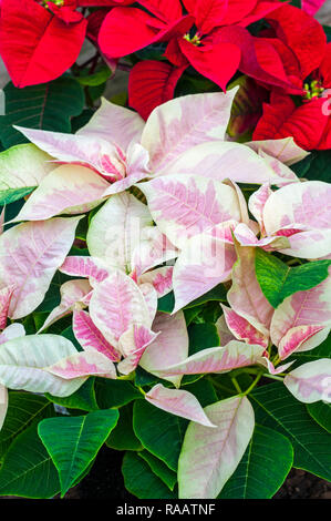 Poinsettia pulcherima mostra variegata di foglie Le piante vengono di solito venduti a tempo di Natale altri colori sono il rosso e bianco crema foglie Foto Stock