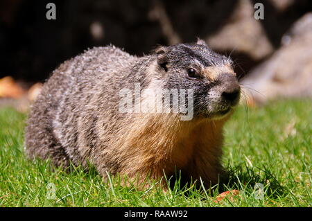 Giallo smentita marmotta ritratto Foto Stock