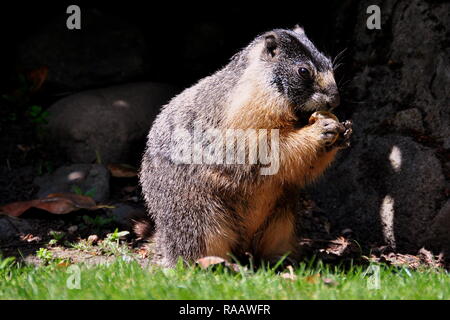 Giallo smentita marmotta ritratto Foto Stock