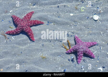 Viola stella di mare sulla spiaggia e sotto l'acqua. Foto Stock