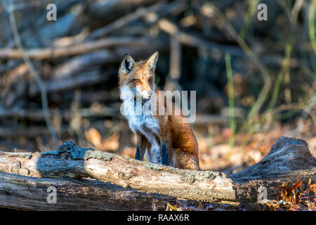 Wild Red Fox seduto in un bosco sotto la luce diretta del sole Foto Stock