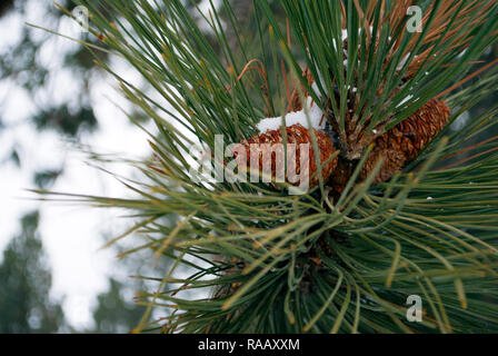 Cono di pino attaccato al ramo coperto di neve Foto Stock