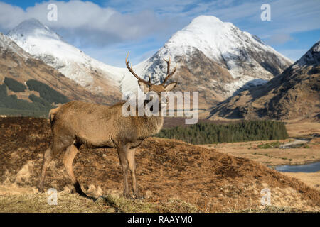 Red Deer Stag at Glen Etive, Scozia Foto Stock
