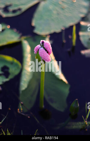 Incanalato lumaca Apple o uovo dorato lumaca Apple uovo su lotus - immagine di stock Foto Stock