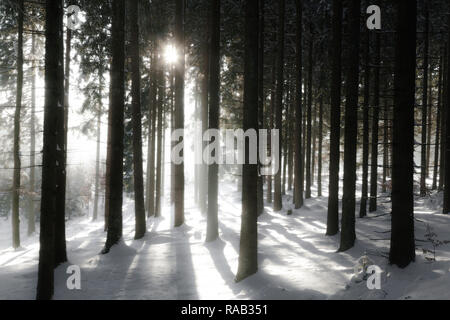 Foresta di inverno Foto Stock