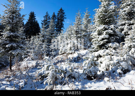 Junger Fichtenwald im Winter, Hinterzarten, Schwarzwald Foto Stock