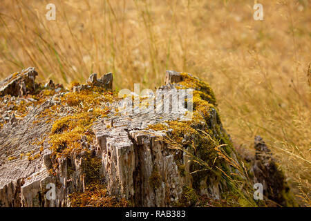 Golden erba e muschio sul vecchio ceppo in estate Foto Stock