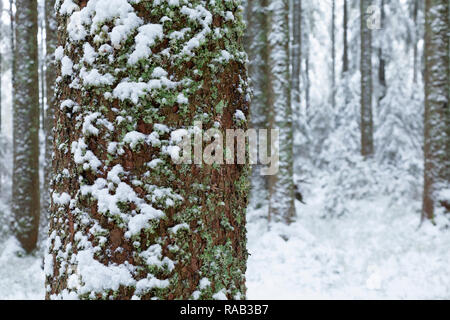 Fichtenwald im Winter, Hinterzarten, Schwarzwald Foto Stock