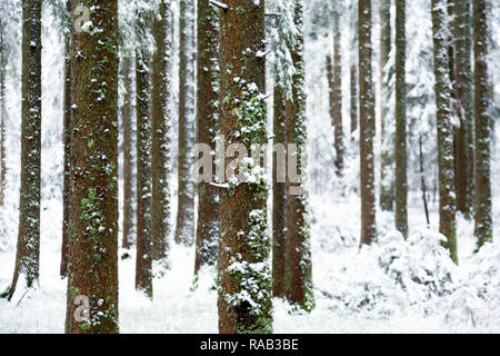 Fichtenwald im Winter, Hinterzarten, Schwarzwald Foto Stock