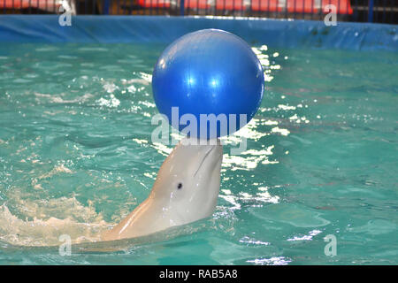 Belukha (LAT. Delphinapterus leucas) tipo di balene dentate esegue un esercizio con una sfera Foto Stock