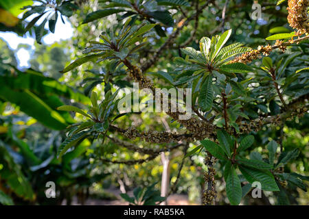 Pouteria sapota,mamey sapote,mamey colorado,zapote colorado,zapote rojo,tree,foglie,fogliame,tropical,RM Floral Foto Stock