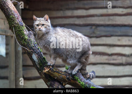 Gatto selvatico europeo Felis silvestris silvestris in Kadzidlowo animali selvatici parco in Polonia Foto Stock