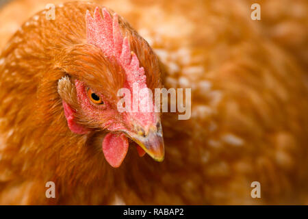 Close-up della testa di un brown hen mentre pascolano in una campagna. Foto Stock