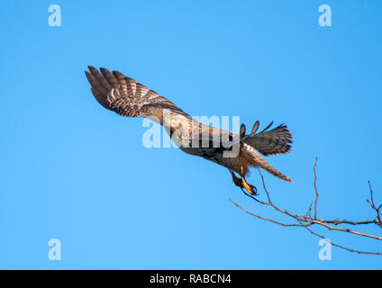 Un rosso giovane-tailed hawk, Buteo jamaicensis, prende il volo contro un cielo azzurro in Bossier City, La. Foto Stock