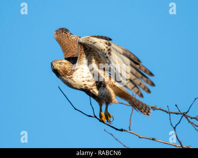 Un rosso giovane-tailed hawk, Buteo jamaicensis, prende il volo contro un cielo azzurro in Bossier City, La. Foto Stock