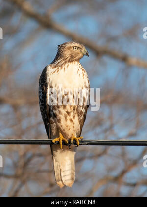 Un rosso giovane-tailed hawk, Buteo jamaicensis, posatoi su una linea di utilità in Bossier City, La. Foto Stock