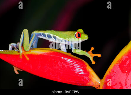 Red-eyed raganella (Agalychnis callidryas) salendo strelitzia fiori di notte, Alajuela in Costa Rica. Foto Stock