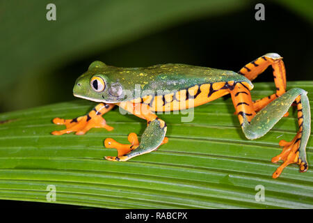 Splendida rana (Cruziohyla calcarifer) piante di arrampicata di notte, Alajuela, Costa Rica. Foto Stock