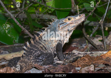 Spinosa nero-tailed iguana (Ctenosaura similis) ritratto, Manuel Antonio National Park, Puntarenas, Costa Rica Foto Stock