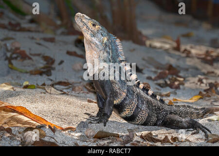 Spinosa nero-tailed iguana (Ctenosaura similis) in atteggiamento minaccioso, Manuel Antonio National Park, Puntarenas, Costa Rica Foto Stock