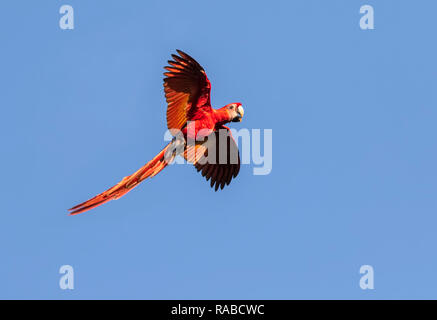 Scarlet Macaw (Ara macao) battenti con un dado nel becco in cielo blu, Puntarenas, Costa Rica Foto Stock