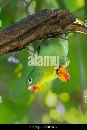 Arancio-chinned o Tovi parrocchetto (Brotogeris jugularis) mangia un frutto appeso a testa in giù su un ramo, Puntarenas, Costa Rica Foto Stock