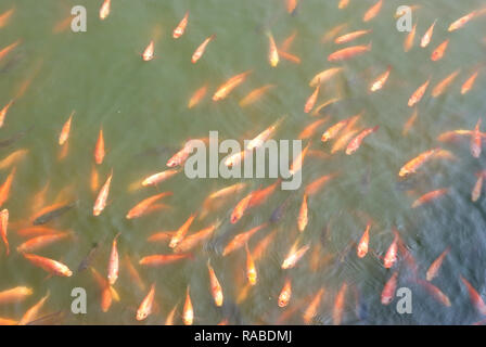 Molti rosso Nilo tilapia (nile tilapia ) in una fattoria Foto Stock