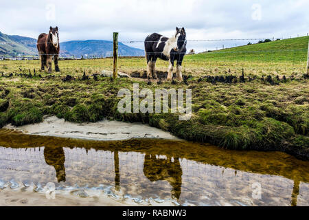 Marghera, County Donegal, Irlanda. Il 3° gennaio 2019. I cavalli sono riflesse in spiaggia su un nuvoloso giorno sulla costa nord-ovest Credito: Richard Wayman/Alamy Live News Foto Stock