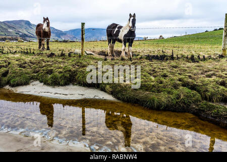 Marghera, County Donegal, Irlanda. Il 3° gennaio 2019. I cavalli sono riflesse in spiaggia su un nuvoloso giorno sulla costa nord-ovest Credito: Richard Wayman/Alamy Live News Foto Stock