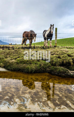 Marghera, County Donegal, Irlanda. Il 3° gennaio 2019. I cavalli sono riflesse in spiaggia su un nuvoloso giorno sulla costa nord-ovest Credito: Richard Wayman/Alamy Live News Foto Stock