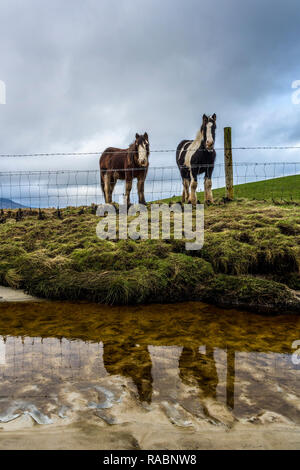 Marghera, County Donegal, Irlanda. Il 3° gennaio 2019. I cavalli sono riflesse in spiaggia su un nuvoloso giorno sulla costa nord-ovest Credito: Richard Wayman/Alamy Live News Foto Stock