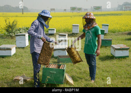 Dacca in Bangladesh. 3 gennaio 2019. 3 gennaio, 2019. Bee keepers sono impegnati nella raccolta di miele ad un campo di senape in Munshiganj nella periferia di Dacca, capitale del Bangladesh, Gen 3, 2019. Inverno in Bangladesh è la più favorevole stagione di produzione di miele quando i campi di senape in più parti del paese sono in piena fioritura. Senza alcuna eccezione di quest'anno, bee gli agricoltori sono ora abbastanza occupato nel paese tropicale. Credito: Xinhua/Alamy Live News Foto Stock