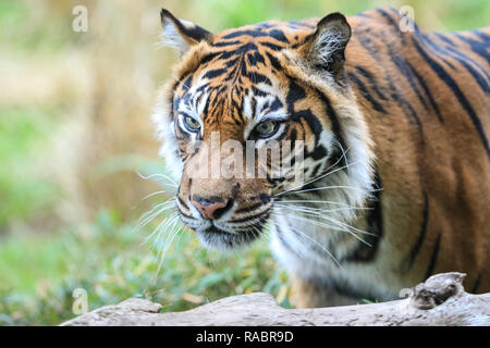 Londra, UK, 3 gennaio 2019. Femmina tigre di Sumatra Melati si muove in avvicinamento per ispezionare un trattamento a ZSL tigre del territorio. I custodi del giardino zoologico pronti i loro appunti, calcolatrici e telecamere per contare gli animali allo zoo di Londra di constatazione annua di oltre 700 diverse specie. I detentori di fronte il compito impegnativo di contati ogni mammifero, uccelli, rettili di pesci e invertebrati allo zoo. Credito: Imageplotter News e sport/Alamy Live News Foto Stock