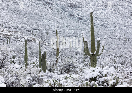 Una fredda tempesta invernale ha portato una rara nevicata al cactus Saguaro nel deserto di sonora al Parco Nazionale di Saguaro a Tucson, USA Foto Stock