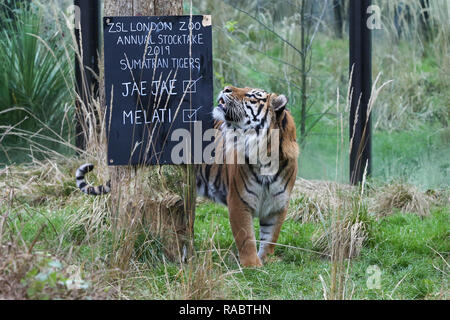 Londra, Regno Unito. 3 gennaio, 2019. Una tigre di Sumatra è visto nel contenitore durante l'annuale stock-prendere al London Zoo.Lo Zoo di Londra si impegna la sua annuale che viene effettuata all'inizio di ogni anno ciascun animale per lo Zoo di Londra viene pesato e misurato e le statistiche è condivisa con altri giardini zoologici in tutto il mondo. Credito: Dinendra Haria/SOPA Immagini/ZUMA filo/Alamy Live News Foto Stock