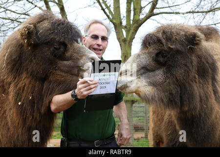 Londra, Regno Unito. 3 gennaio, 2019. Un London Zoo-keeper è visto con i cammelli durante l annuale stock-prendere al London Zoo.Lo Zoo di Londra si impegna la sua annuale che viene effettuata all'inizio di ogni anno ciascun animale per lo Zoo di Londra viene pesato e misurato e le statistiche è condivisa con altri giardini zoologici in tutto il mondo. Credito: Dinendra Haria/SOPA Immagini/ZUMA filo/Alamy Live News Foto Stock