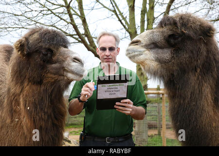 Un London Zoo-keeper è visto con i cammelli durante l annuale stock-prendere presso lo Zoo di Londra. Lo Zoo di Londra si impegna la sua annuale che viene effettuata all'inizio di ogni anno ciascun animale per lo Zoo di Londra viene pesato e misurato e le statistiche sono condivisi con altri giardini zoologici in tutto il mondo. Foto Stock