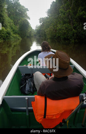 Crociera fluviale lungo il fiume Kinabatangan Sandakan in cerca di fauna selvatica come degli Oranghi e proboscide scimmia. Foto Stock