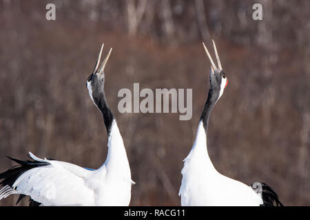 Una coppia di Red-incoronato gru (grus japonensis) cantare insieme come esse rispecchiano reciprocamente i movimenti del corpo in Hokkaido, Giappone. Foto Stock