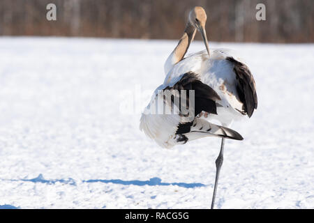 Un rosso giovane-crowned crane preens le sue piume nel paesaggio innevato in Hokkaido, Giappone. Foto Stock