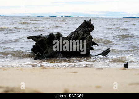 Driftwood su una spiaggia in Maryland getting spruzzato con acqua Foto Stock