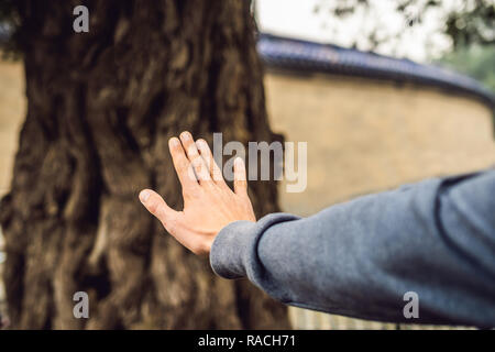 Il cinese albero sacro di cui avete bisogno per tendere le braccia Foto Stock