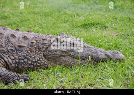 Nilo o coccodrillo di acqua dolce vicino fino al viso e testa profilo shot in erba Sud Africa Foto Stock