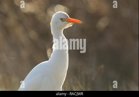 Un bellissimo Airone guardabuoi (Bubulcus ibis) a caccia di cibo in un campo dove le mucche pascolano nel Regno Unito. Foto Stock