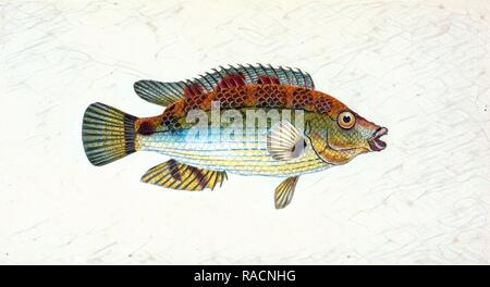 Quindici-spined Stickleback, spinachia Gasterosteus, British pesci, Donovan, E. (Edward), 1768-1837, (Autore reinventato Foto Stock